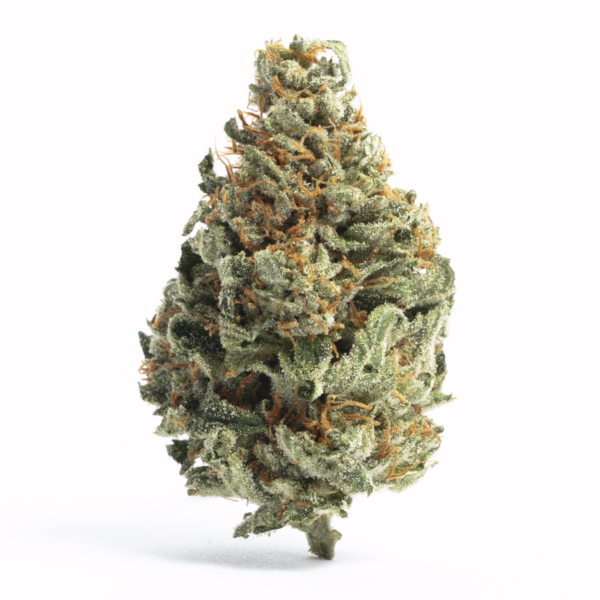 Hempa (Cannabis)